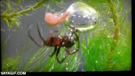 ara&ntilde;a,construir,nido,burbuja,agua,bajo el agua,gamba