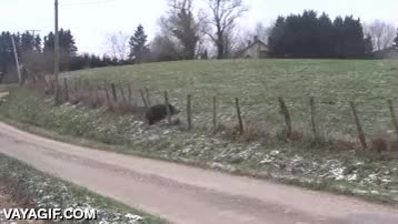 jabalí,cargar,atacar,vallado,instinto,solo quería escapar,se ve acorralado y ataca