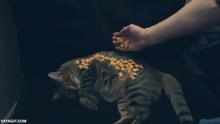 gato,galletas,pececitos,peces,pan,dormir,dormido,profundamente