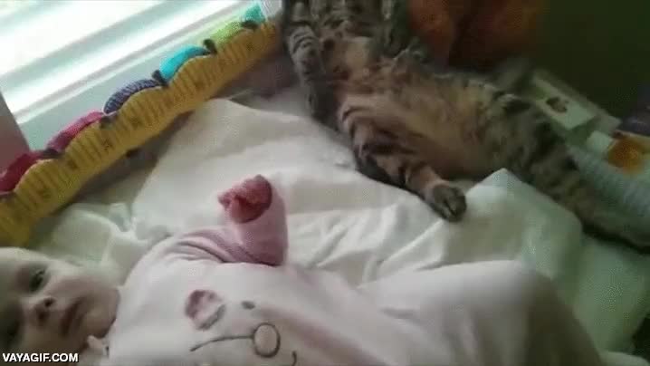 bebe,gato,no dejarse tocar,gato rancio,bostezo,se cae merecidamente,ni&ntilde;o