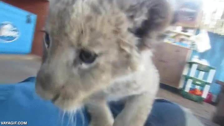 leon,cachorro,jugar,cr&iacute;a,africano,blanco,hombre,atacado,ataque