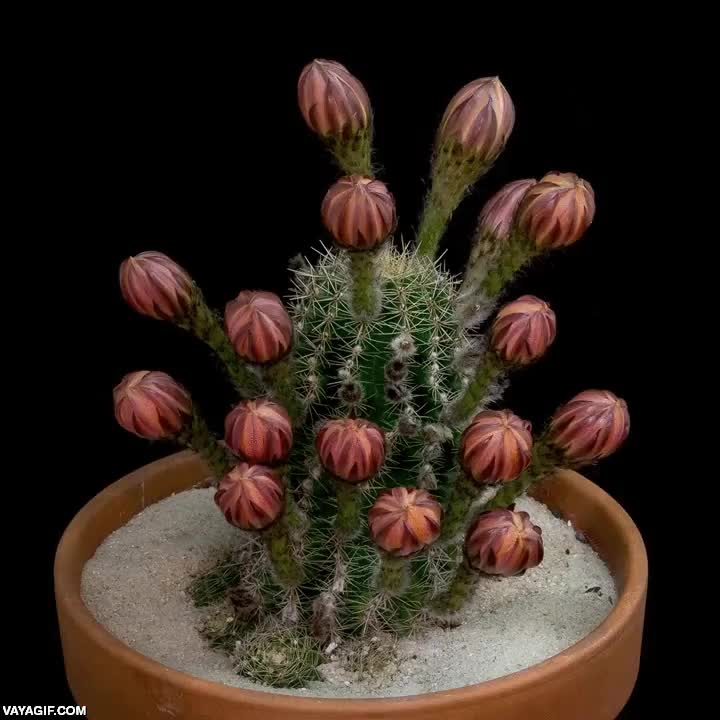 time lapse,time-lapse,flores,florecer,pinchos