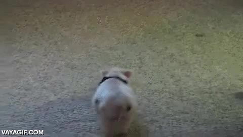 mascota,cerdo,cerdito,perro,jugar,juguetón