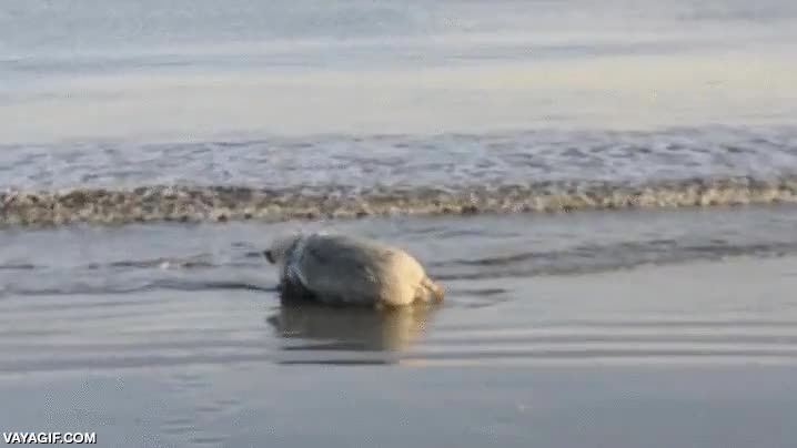 Supongo que de ahí viene la expresión: ''Disfrutar como un cerdo'' playa,gozar,bañarse,darse un baño,marrano,cerdo,disfrutar