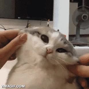 paciencia,docil,aguantar,no enfadarse,pero se nota el odio en sus ojos,se vengará,gato