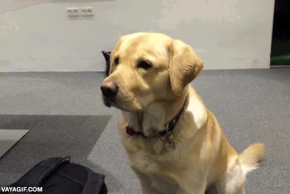 peineta,perro,golden retriever,paciencia,bajar la pata,pacifista