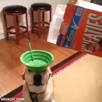 esto es pasarse,cereales,plato,perro,quieto,obediencia,estatico