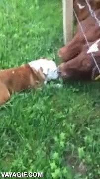 perro,bulldog,vacas,conocer,flipar,ver por primera vez