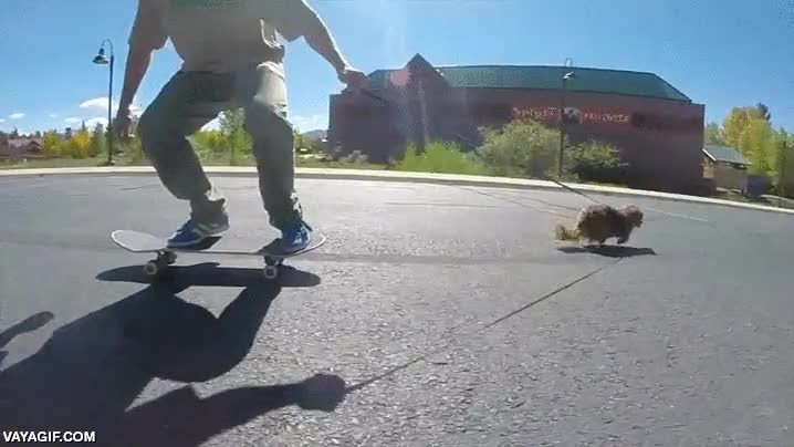 monopat&oacute;n,perro,creo que es un dachshund,salchicha,tirar,skate