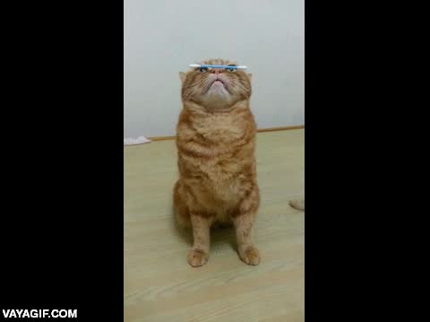 entrenado,adiestrado,gato,bastoncillo de los oidos,equilibrio,concentraci&oacute;n