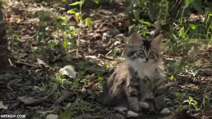 gato,gatito,posible retraso mental?,pobrecito,adorable,cachorro
