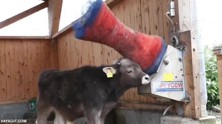 vacas,rascarse,rascador,happycow se llama xD,maquina