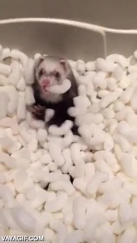 huron,jugar,corcho,lo goza,qu&eacute; bien se lo pasa