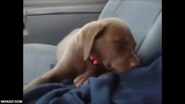 perro,cachorro,dormirse,sue&ntilde;o,aguantar,sobado