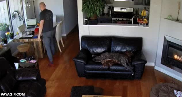 me refiero al perro,perro,caer,sofa,pereza maxima,no hacer nada