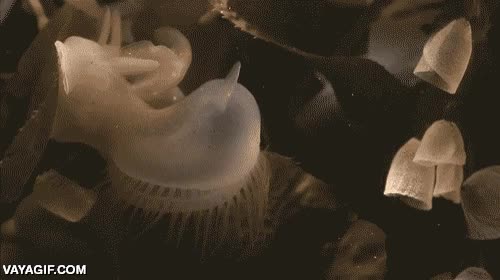 profundidades,boca,no tengo ni idea de que,ser microsc&oacute;pico,da miedo