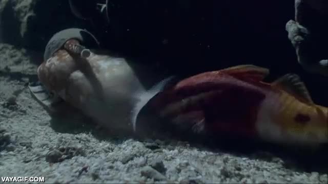 devorar,comer,pedazo de boca,pez,babosa,de mar