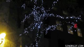 I hate my job,luces,arbol,odio mi trabajo,talento muy desaprovechado