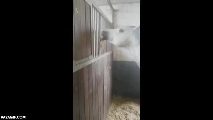 caballo,dar de comer,aguantar,te invito a un poco de heno,establo,a traves de la valla