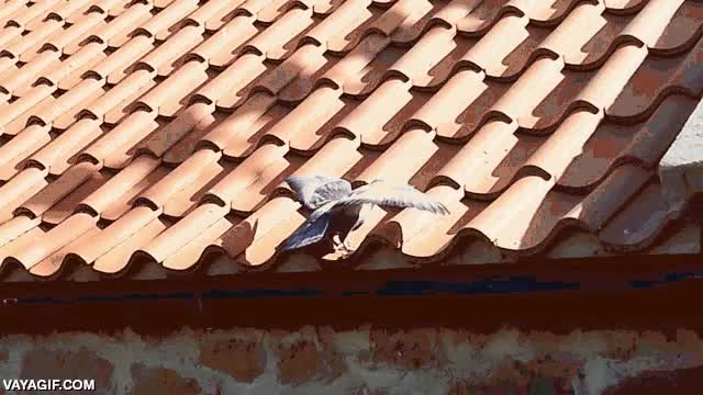 Enlace a ¿Pero qué demonios le pasa a este techo?