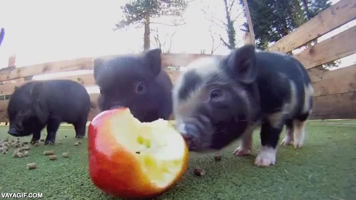 cerdo,cerdito,lechon,cria,manzana,comer,asustarse