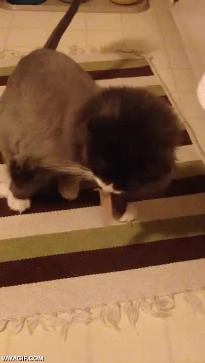 gato,tirita,pegada,nariz,lengua,no lo entiende,error