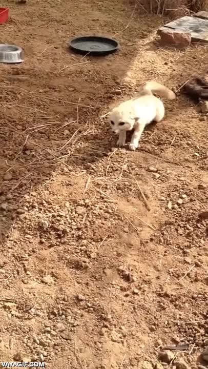 gato,zorro,del desierto,fenec,fennec,jugar,mover la cola