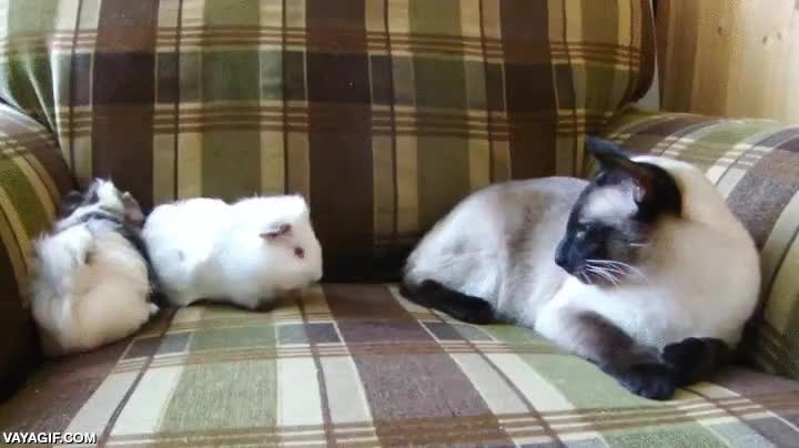 cobayas,gato,empujar,con la pata,al menos no le ataca de verdad,paciencia