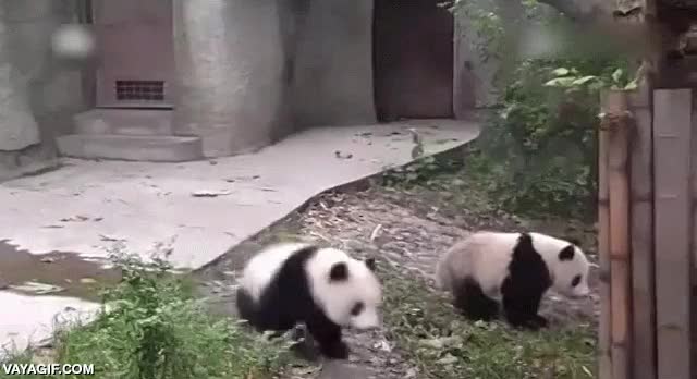 adorables,oso panda,oso,cuidadora,abrazar