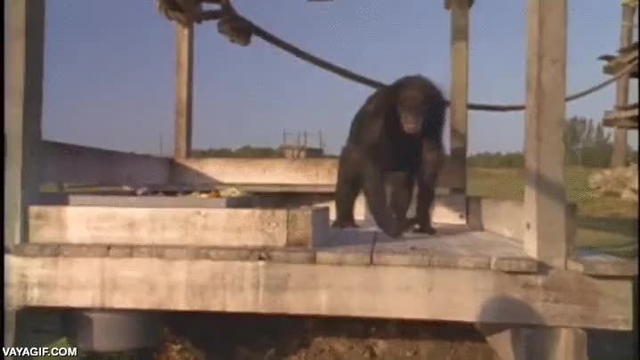 chimpance,mono,simio,reencuentro,emotivo,somos uno