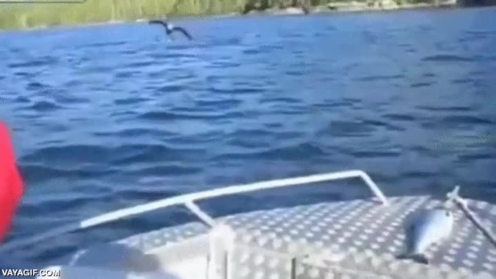 aguila,cabeza blanca,pescar en seco,barco,robar,majestuosa