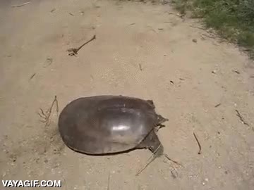 tortuga,velocidad,corre mucho,correr,rapida