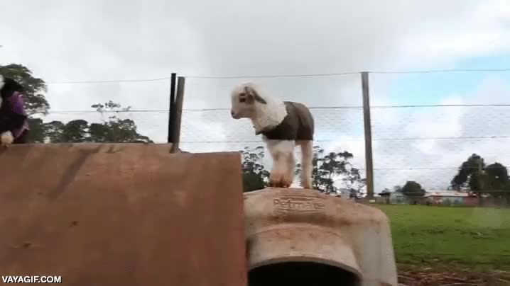 cabras,cabritas,parkour,adorables,resbalar,jugar