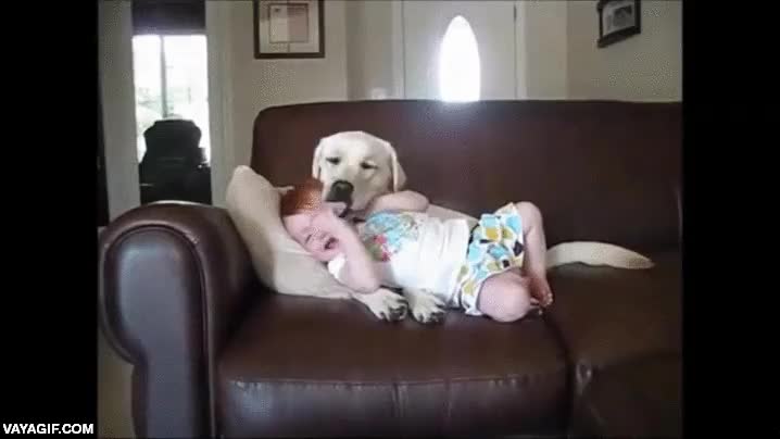 canguro,perro,jugar,golden retriever,bebe,ni&ntilde;o,sofa