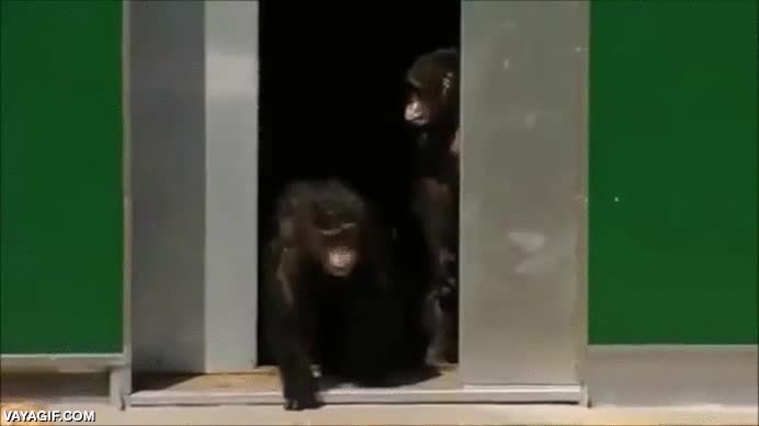 chimpances,jaulas,santuario,aire libre,30 a&ntilde;os,alegr&iacute;a,felicidad,se abrazan,no se lo creen