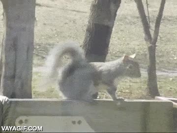 tiene un bug,que funciona mal,glitch,ardilla,cola