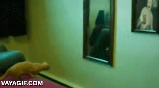 gato,dimensional,portal,espejo,atravesar,viajar,otras dimensiones