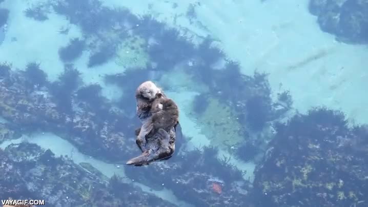 presentar,cr&iacute;a,cachorro,nutria,bebe,madre,miradla todos