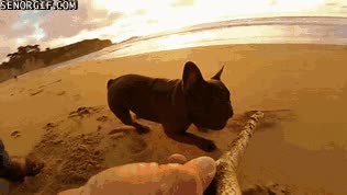 palo,perro,jugar,gopro,vista subjetiva,playa