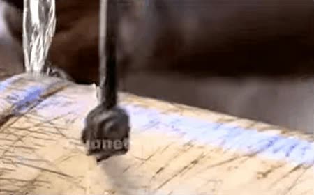 dentista,limar,cortar,pulir,arreglar,elefante,salvar,colmillo