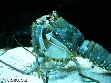 cambiar,piel,de una tacada,de golpe,langosta,crustaceo,bajo el mar,sebastian,pez