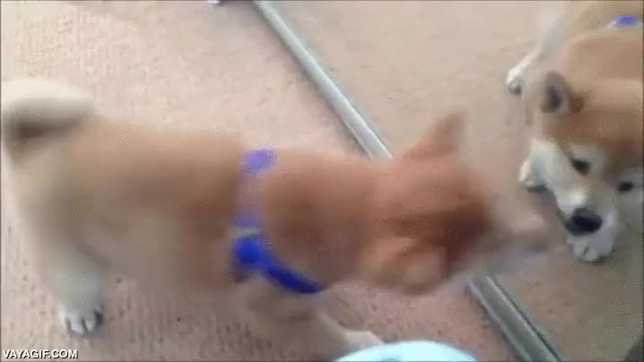 perro,shiba inu,akita inu,espejo,reflejo,cachorro,ladrar