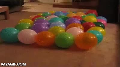 madre mía que ensañamiento,globos,explotar,jugar,enfadado,perro