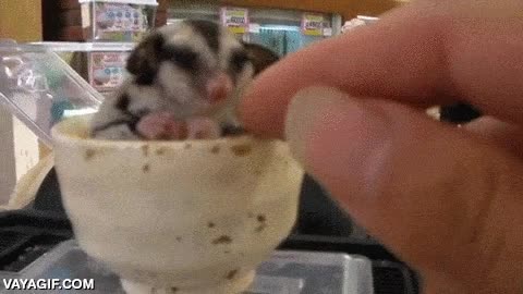 restaurante,comida,caro,cuanto platos sucios tienen,petauro,fregar,limpiar