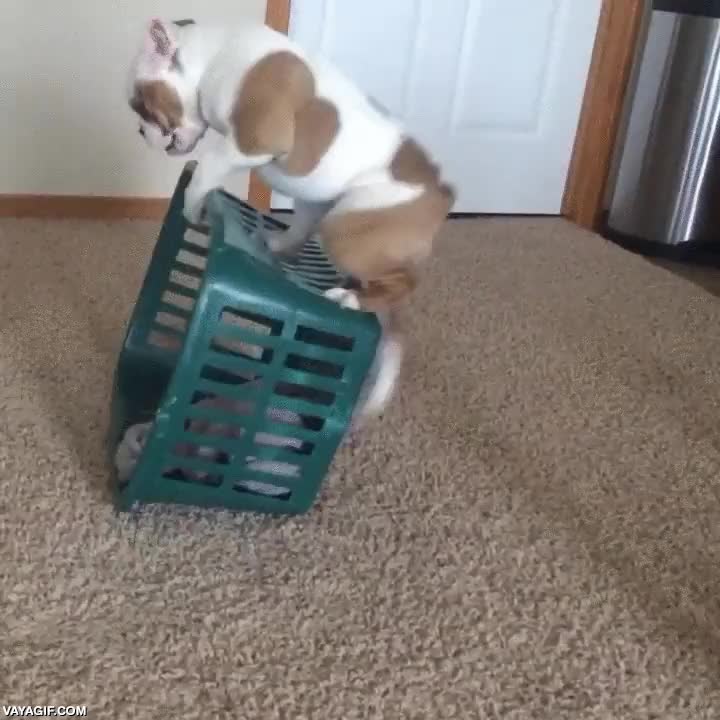 locura,cachorro,perro,jugar,cesto,cesta,ropa