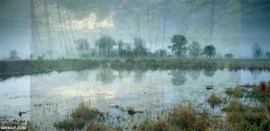 recrear,fotos,pantanos,&aacute;rboles,cocodrilos,composite,arte en estado puro