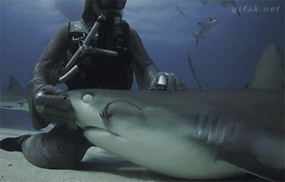tiburón,buzo,caricias,temerario,valiente,buceador,submarinista