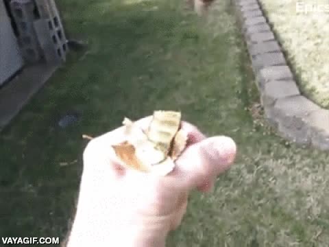 colibr&iacute;,soplar,soplador de hojas,apartar,premio,comida,mano,pu&ntilde;o