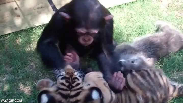 tenemos tanto que aprender,chimpance,lobo,tigre,crias,cachorros,jugar,ellos no diferencian
