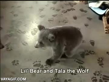 lil' bear,tala the wolf,lobo,lobezno,oso,osezno,jugar,cachorro